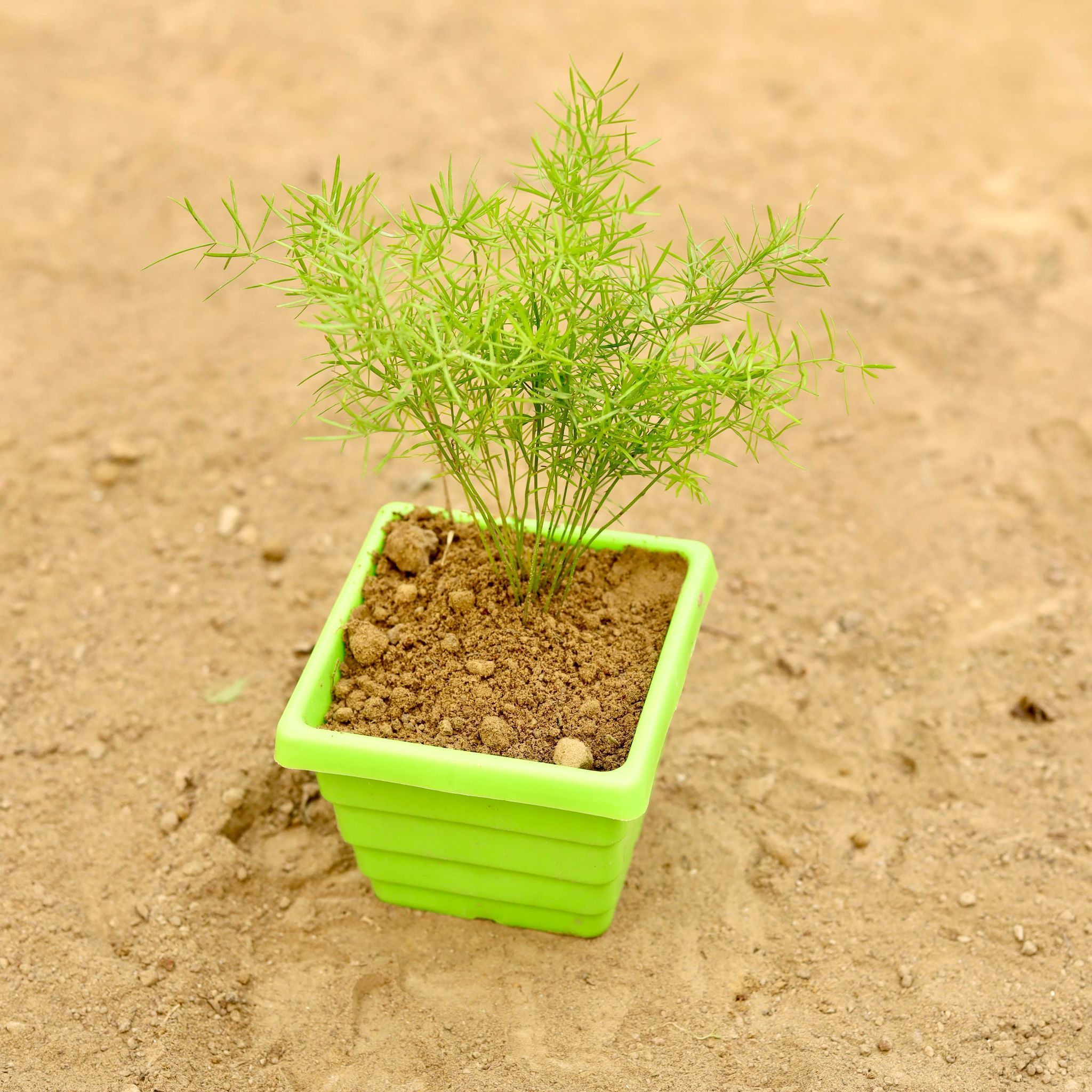 Aspara Grass in 4 Inch Green Premium Orchid Square Plastic Pot