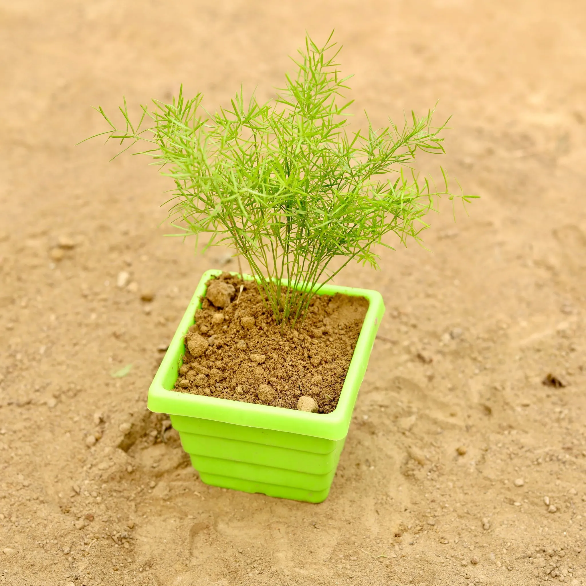 Aspara Grass in 4 Inch Green Premium Orchid Square Plastic Pot