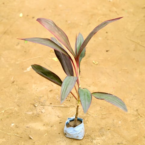 Dracaena Rosea Long Leaf in 4 Inch Nursery Bag