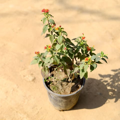 Lantana (any colour) in 6 Inch Nursery Pot