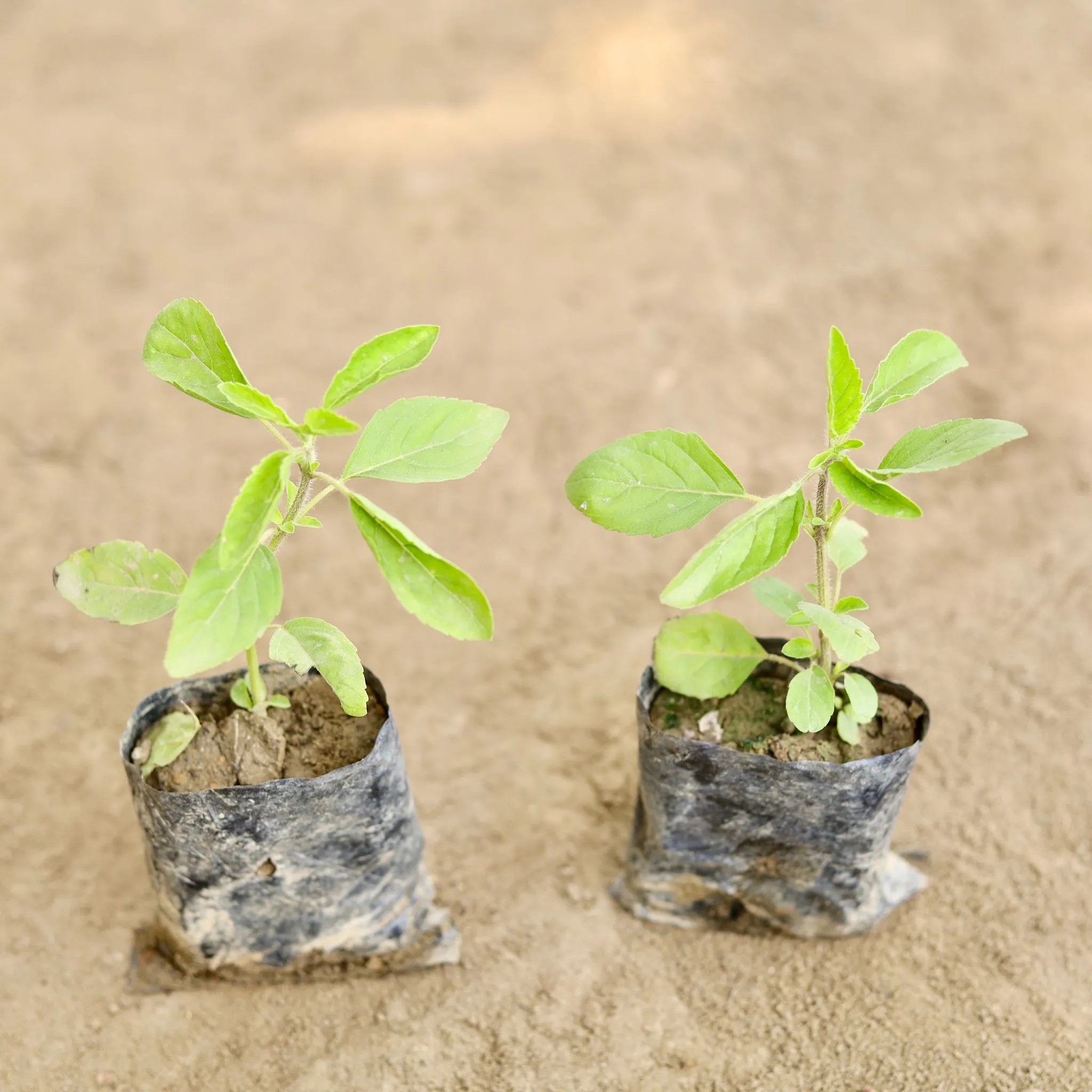 Set of 2 - Rama Tulsi in 3 Inch Nursery bag