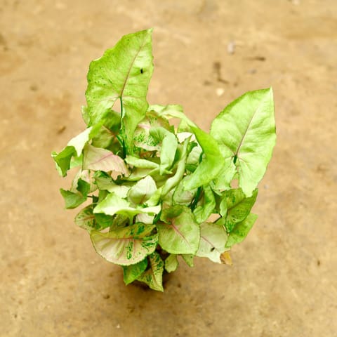 Syngonium Brown in 4 Inch Nursery Pot