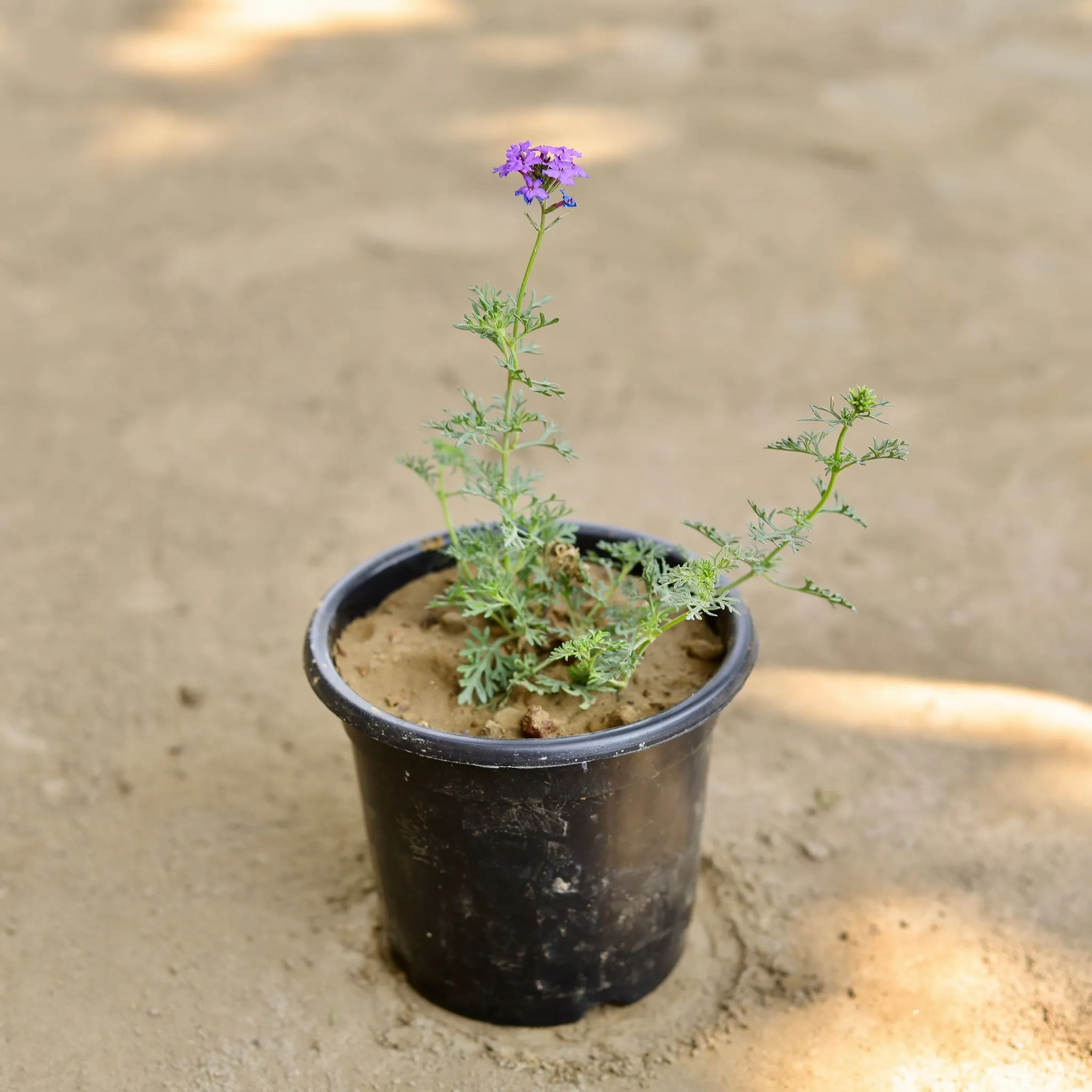 Verbena (Any Colour) in 6 Inch Nursery Pot