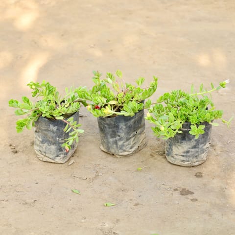 Set of 3 - Kulfa /Moss Rose / Common Purslane (Any Colour) in 4 Inch Nursery bag