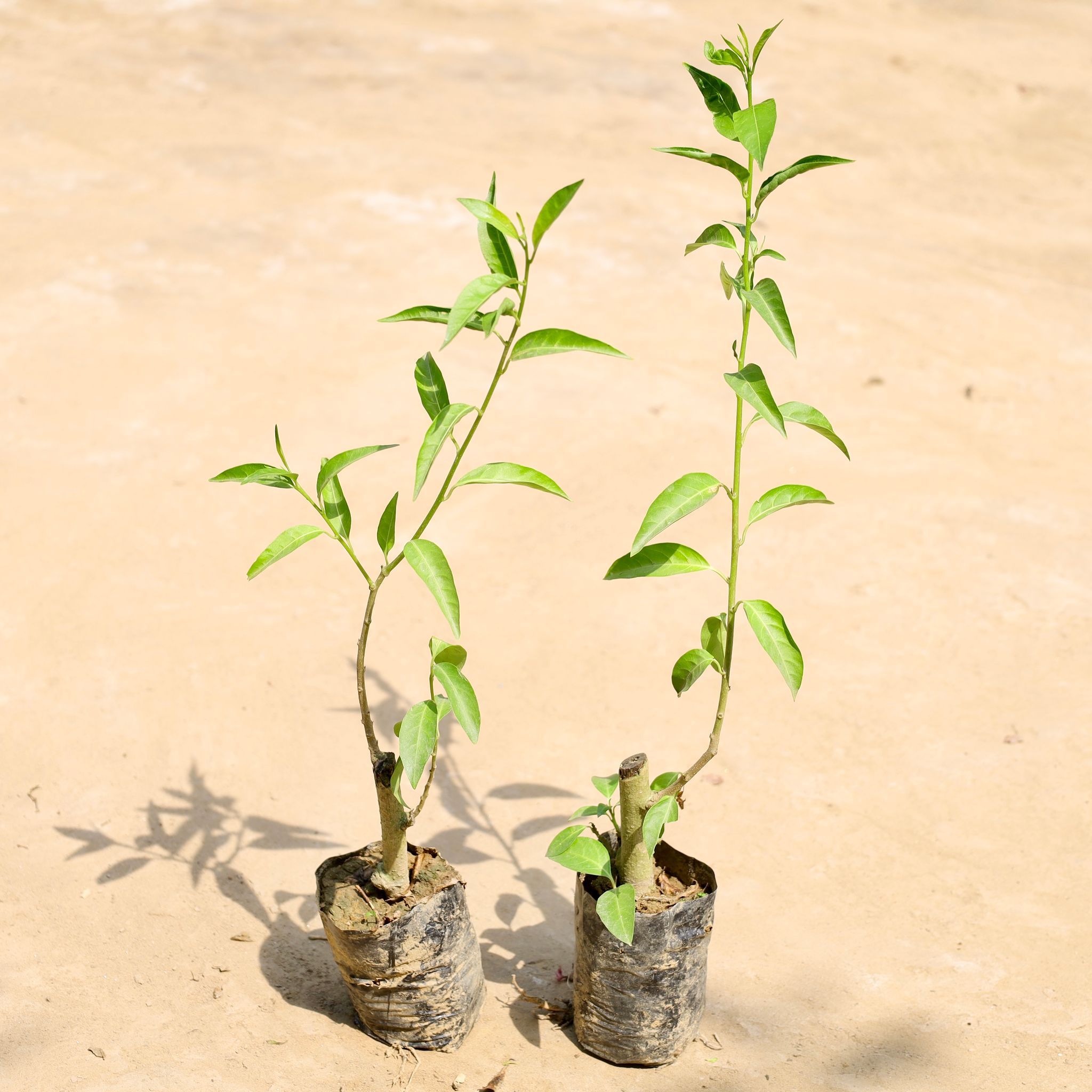 Set of 2 - Raat ki Rani / Night Blooming Jasmine in 4 Inch Nursery Bag