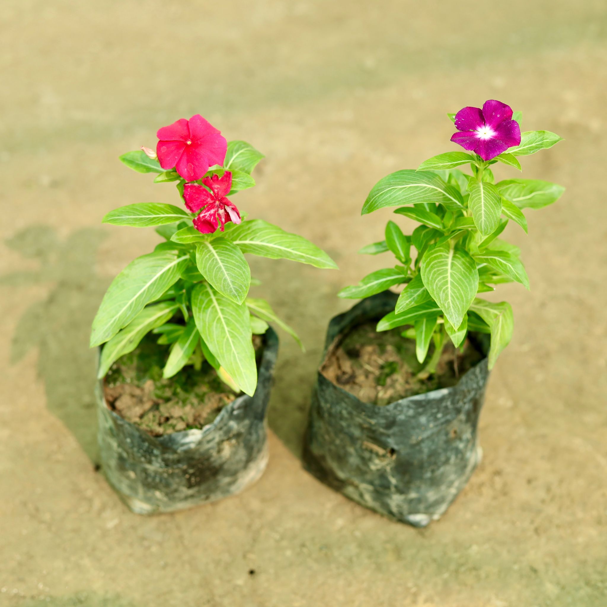 Set of 2 - Periwinkle / Sadabahar / Vinca (any colour) in 5 Inch Nursery Bag