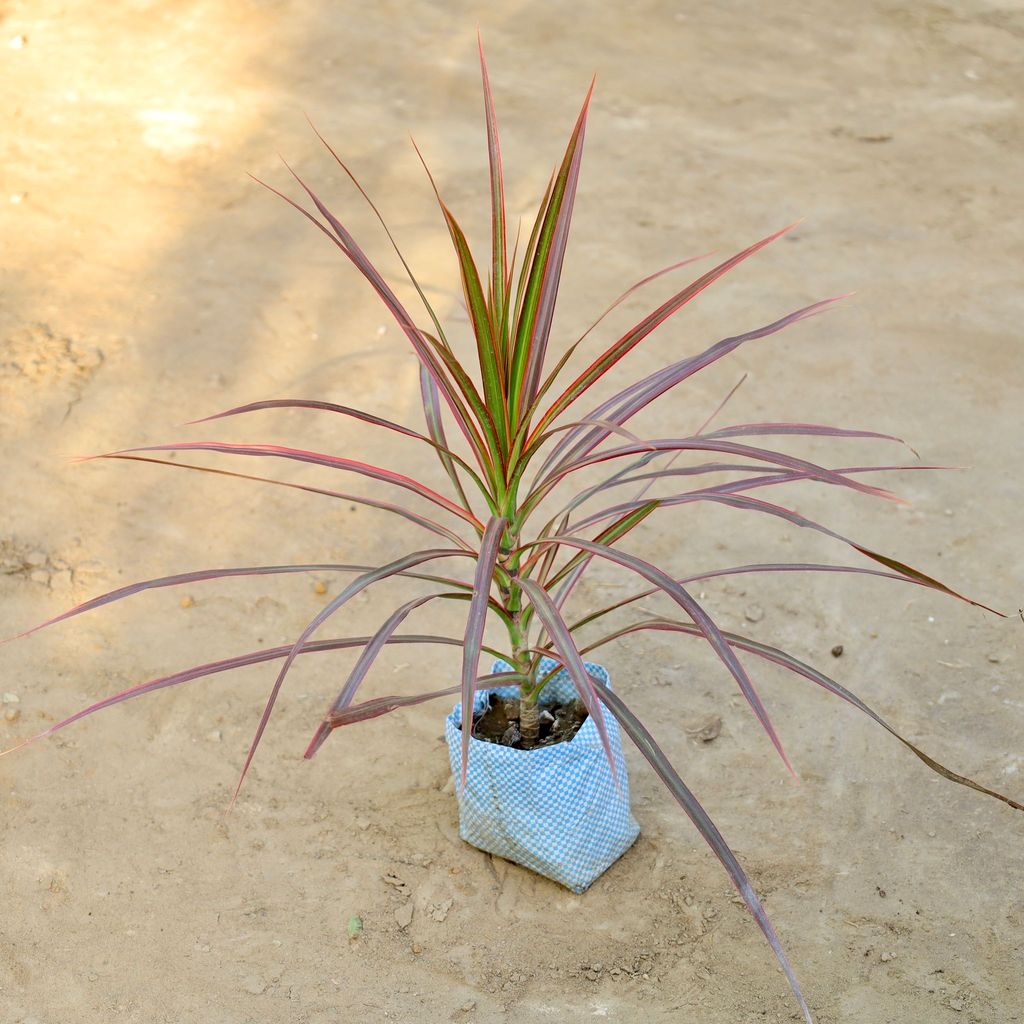 Buy Dracaena Colorama in 4 Inch Nursery bag Online | Urvann.com Dracaena Colorama in 4 Inch Nursery bag