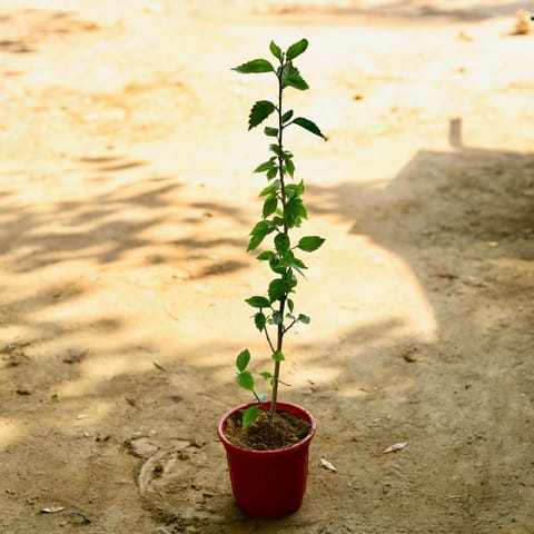 Hibiscus / Gudhal (any colour) in 6 Inch Live Fresh Plant Red Super Nursery Pot in Sector 79