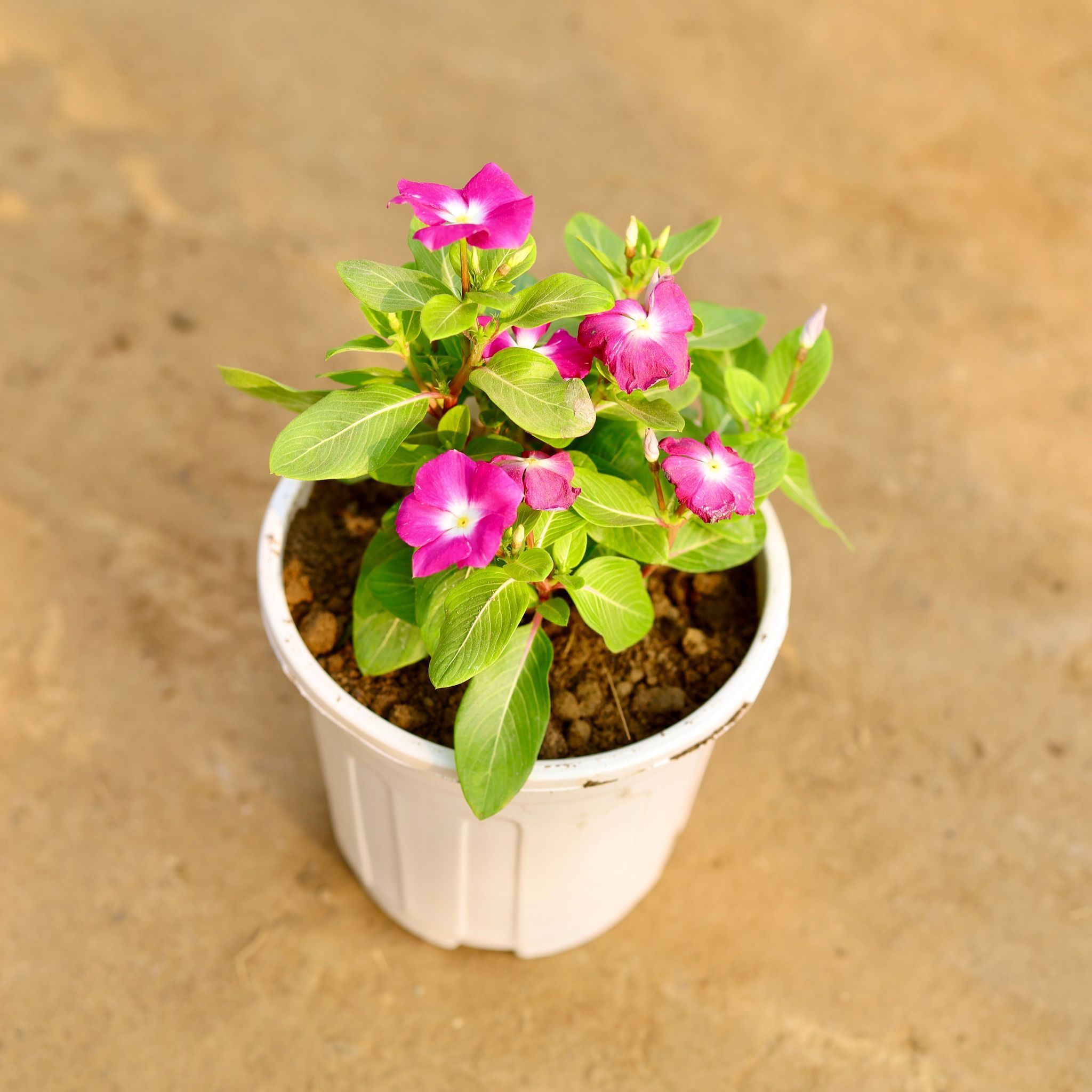 Periwinkle / Sadabahar / Vinca (Any Colour) in 6 Inch White Super Nursery Pot