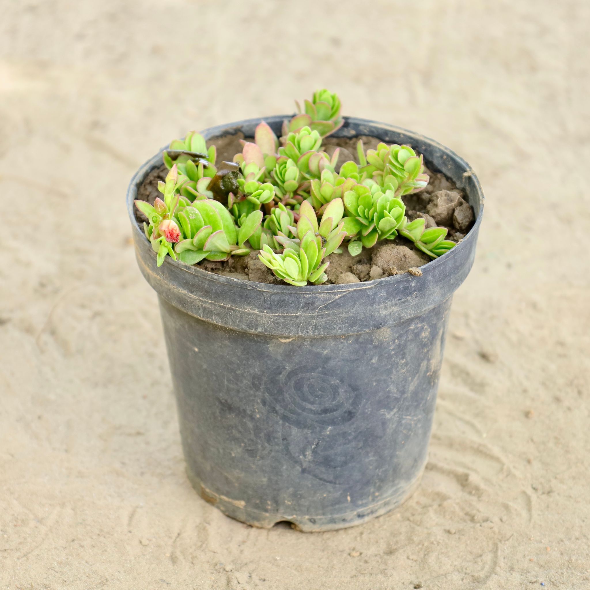 Kulfa /Moss Rose / Common Purslane (Any Colour) in 6 Inch Nursery Pot