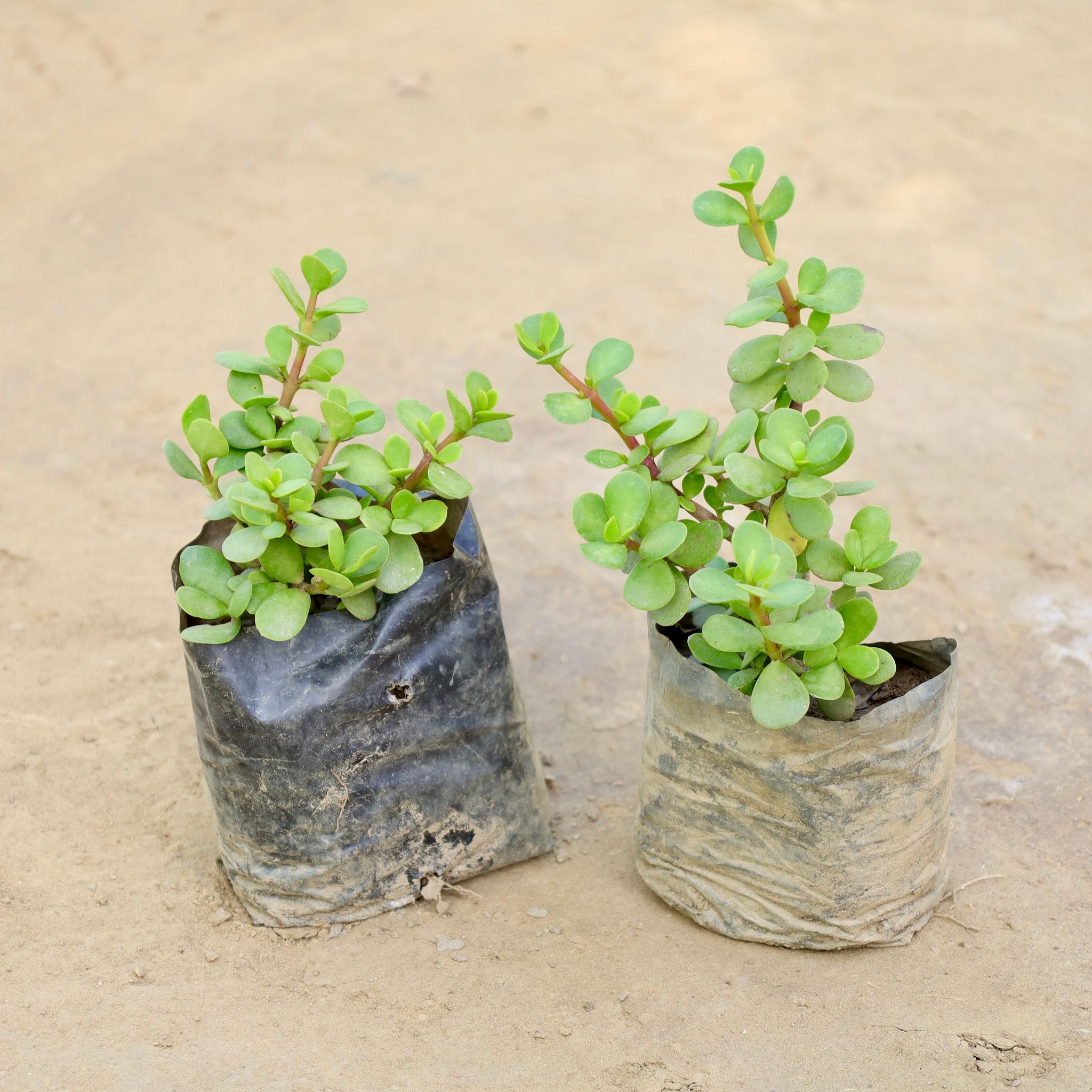 Set of 2 - Jade in 4 Inch Nursery bag