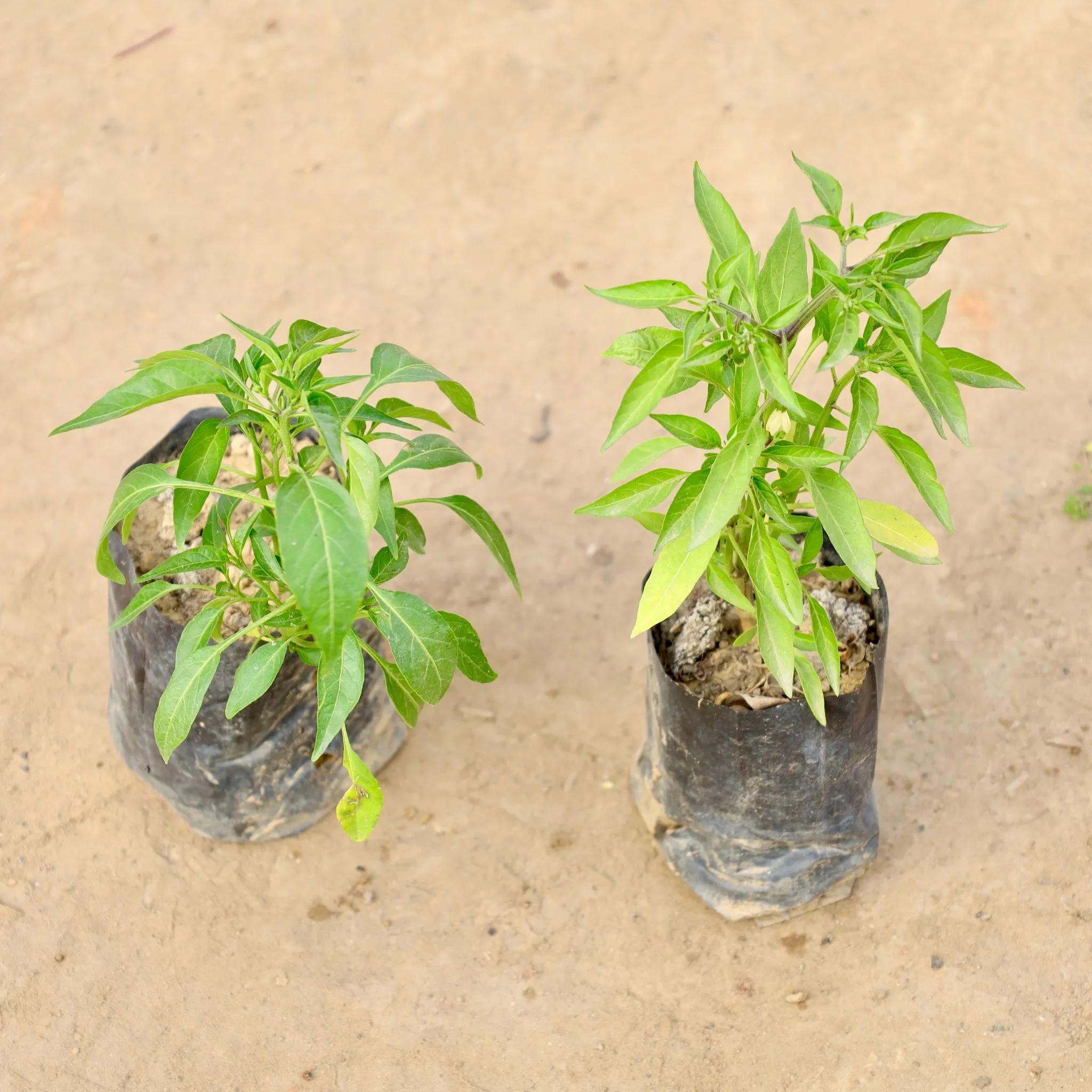 Set of 2 - Green Chilli in 4 Inch Nursery bag
