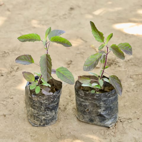 Set of 2 - Shyama Tulsi (Any Colour) in 4 Inch Nursery bag