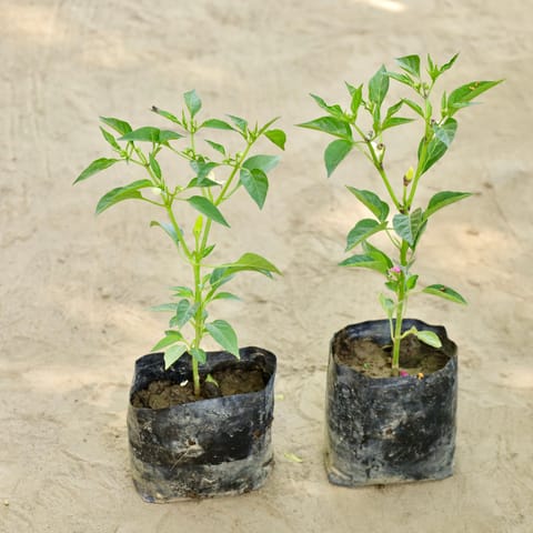 Set of 2 - Mirchi / Chilli Plant in 4 Inch Nursery bag