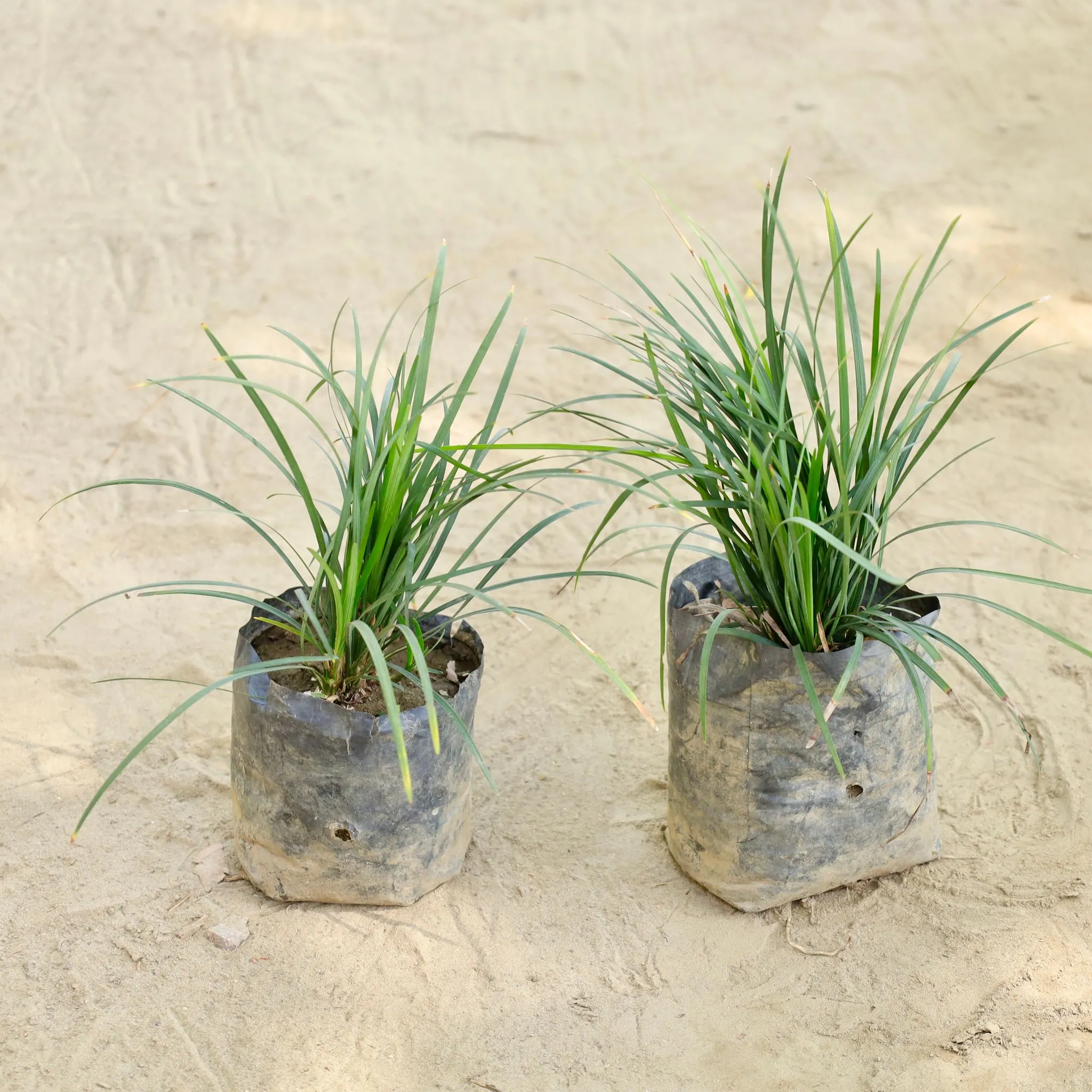 Set of 2 - Black Grass (Any Colour) in 4 Inch Nursery bag