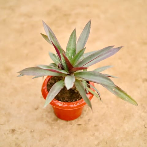 Rhoeo / Durangi in 6 Inch Classy Red Plastic Pot