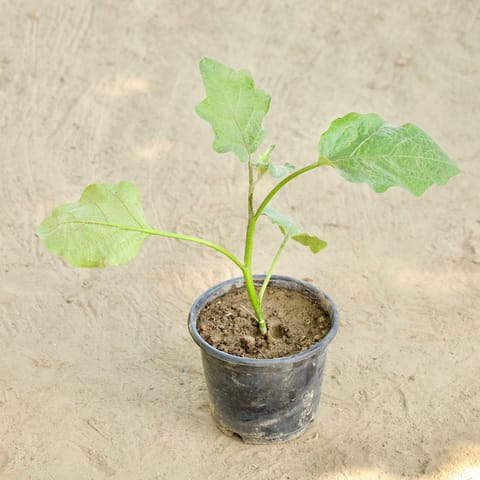 Brinjal / Baigan in 6 Inch Nursery Pot