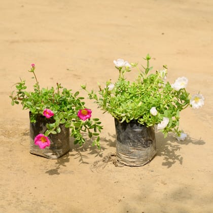 Buy Set of 2 - Kulfa / Purslane in 4 Inch Nursery Bag Online | Urvann.com