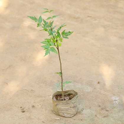Buy Neem / Azadirachta indica in 4 Inch Nursery bag Online | Urvann.com