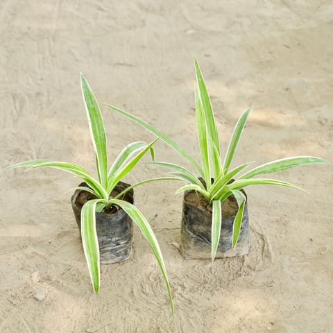 Set of 2 - Spider Plants (Any Colour) in 4 Inch Nursery bag