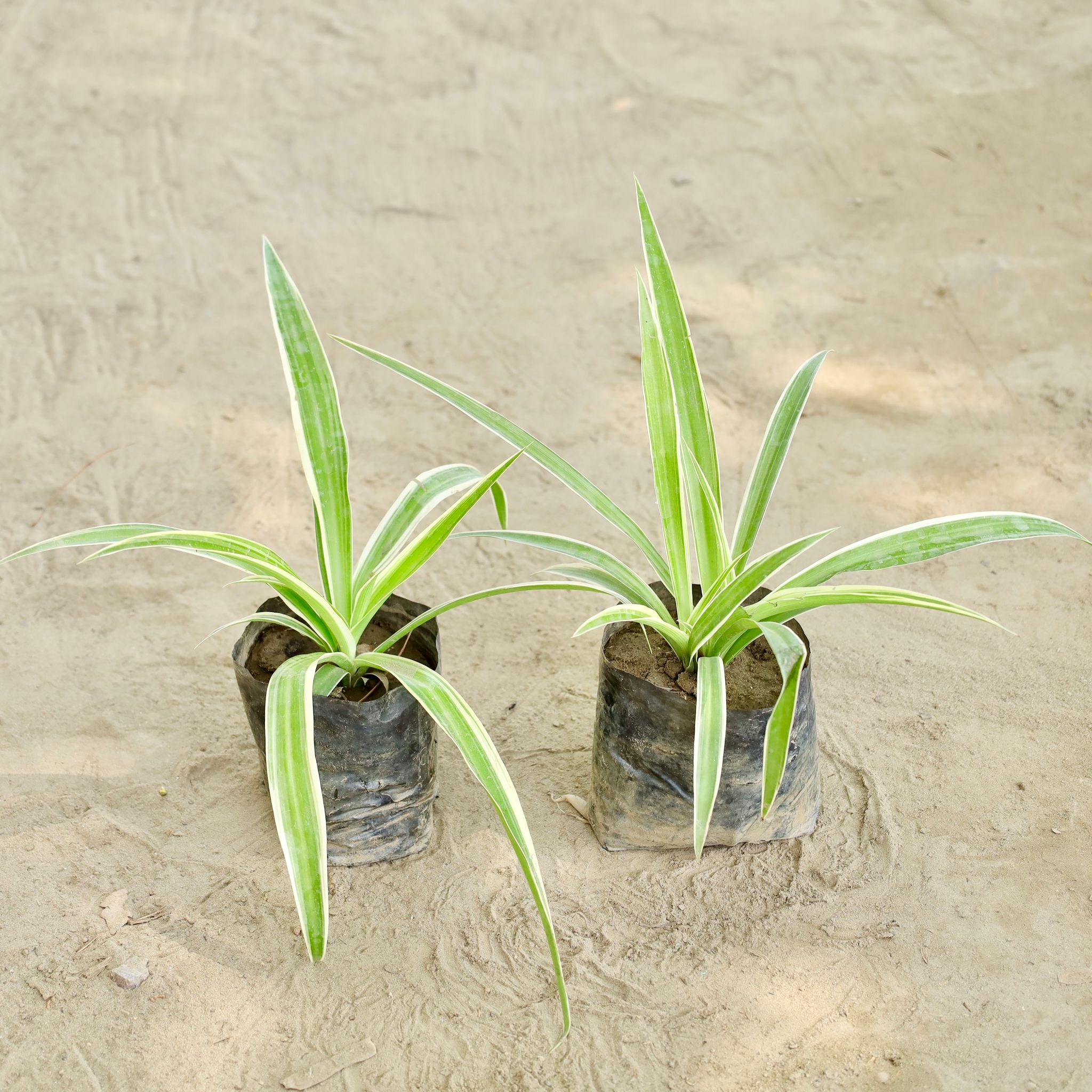 Set of 2 - Spider Plants (Any Colour) in 4 Inch Nursery bag