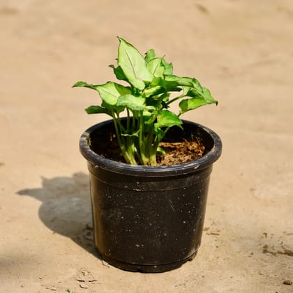 Buy Syngonium Dwarf (Any Colour) in 4 Inch Nursery Pot Online | Urvann.com