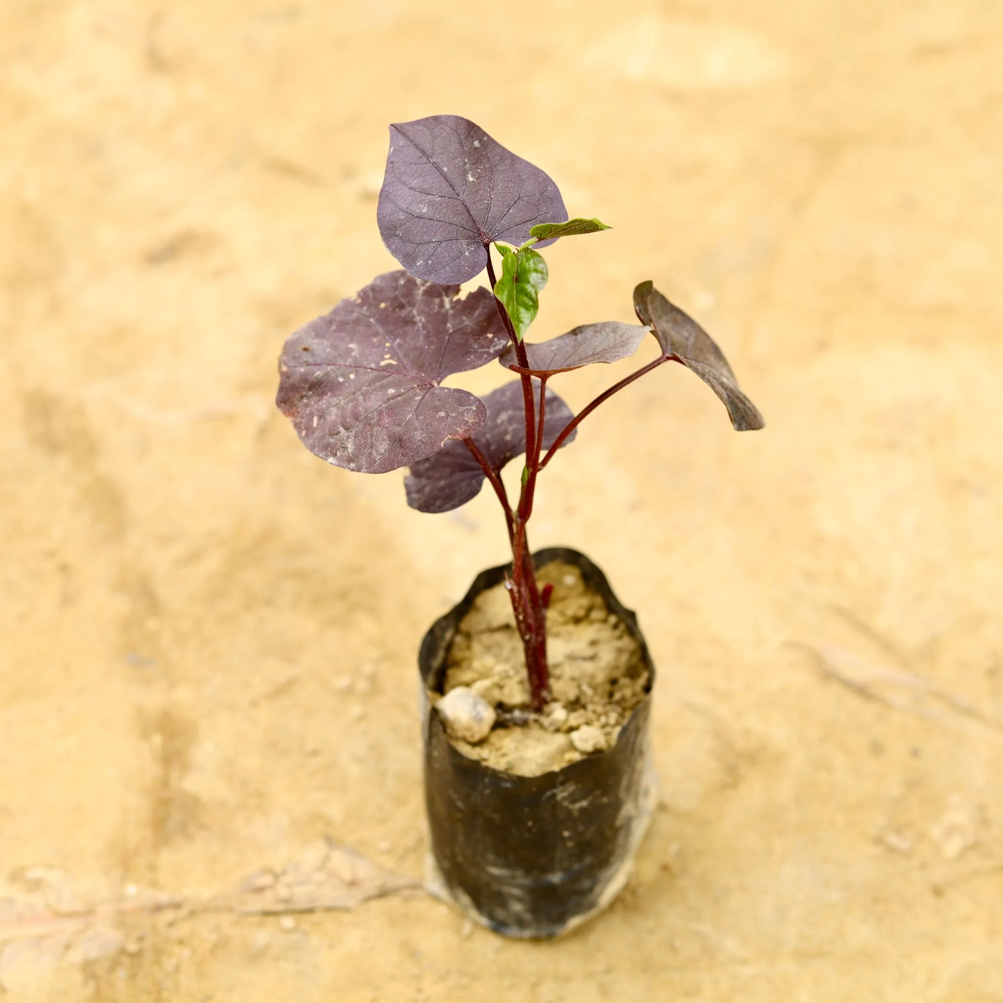 Ipomoea / Sweet Potato Vine Black in 4 Inch Nursery Bag