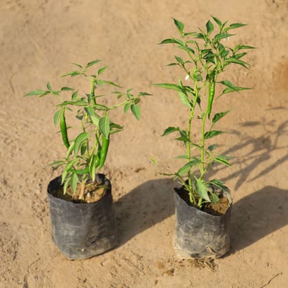Buy Set of 2 - Green Chilli Plant in 4 Inch Nursery Bag Online | Urvann.com