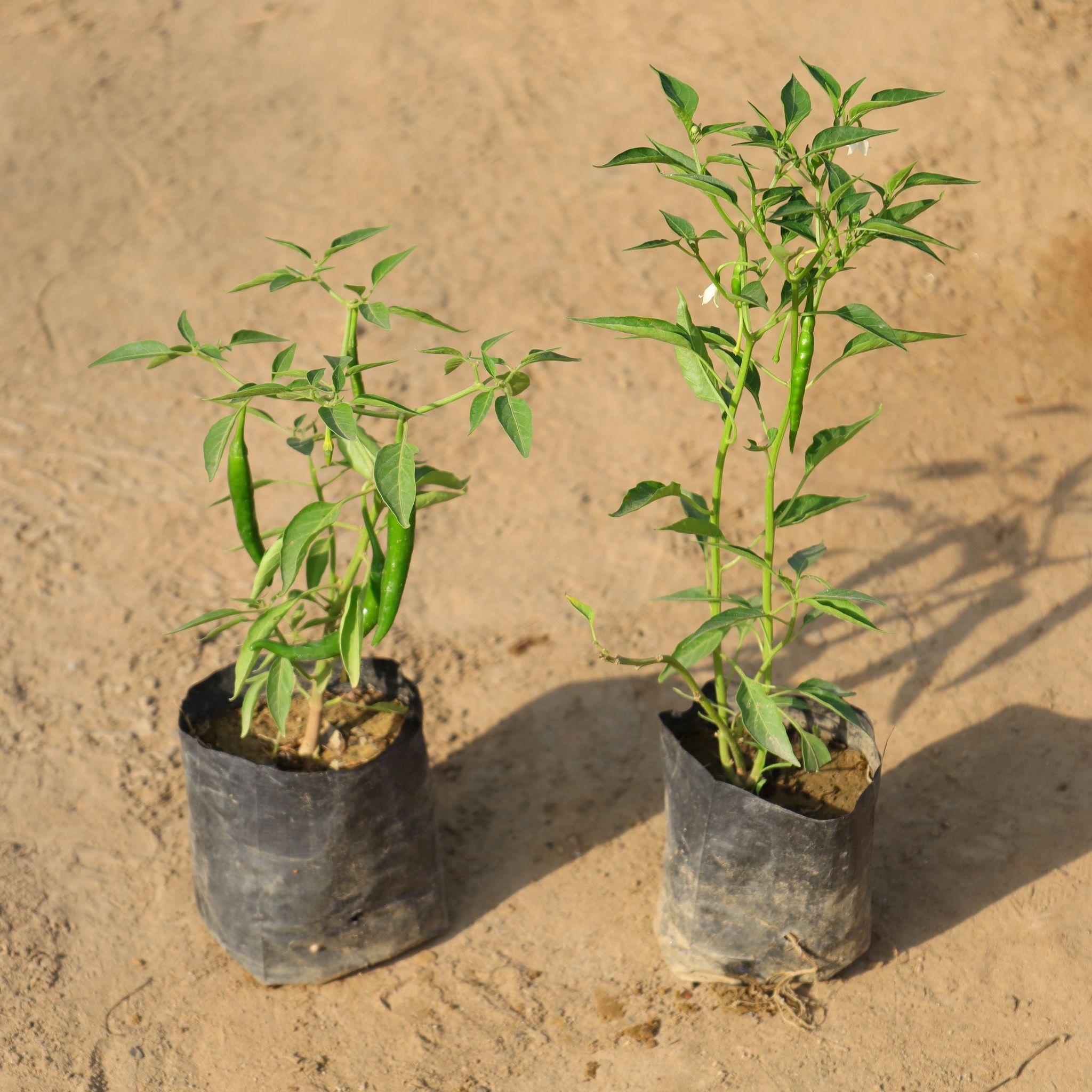 Set of 2 - Green Chilli Plants in 4 Inch Nursery Bag