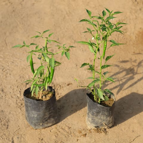 Set of 2 - Green Chilli Plants in 4 Inch Nursery Bag