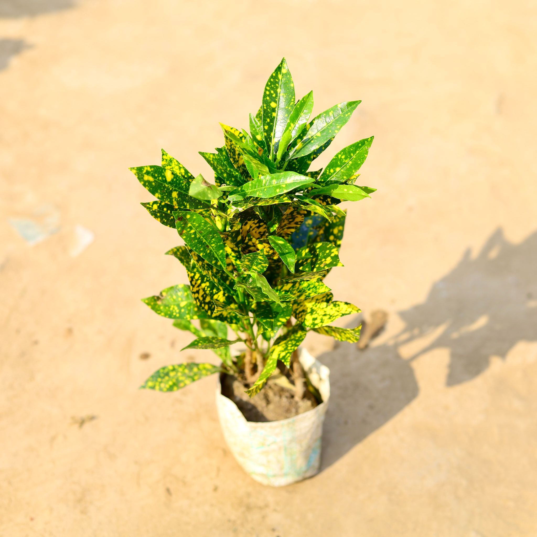 Baby Croton Gold Star in 4 Inch Nursery Bag