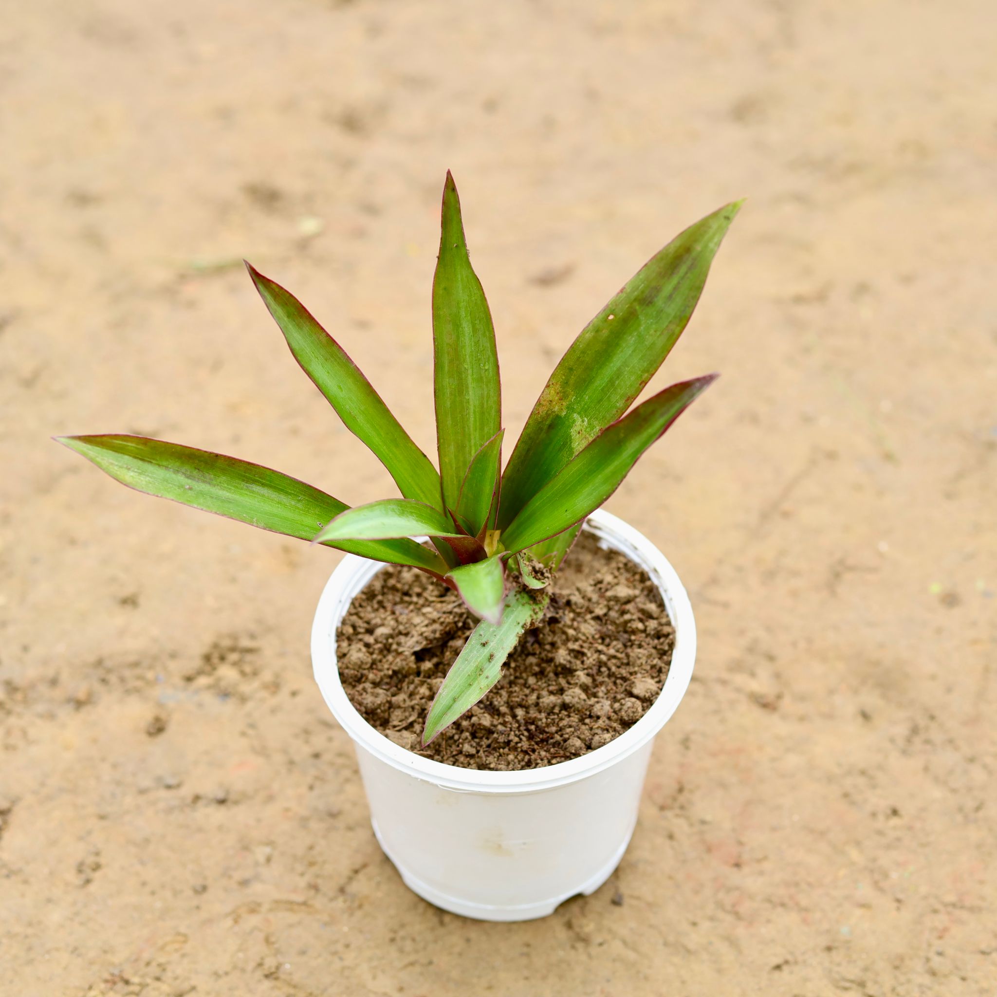 Rhoeo / Durangi Golden in 4 Inch Nursery Pot