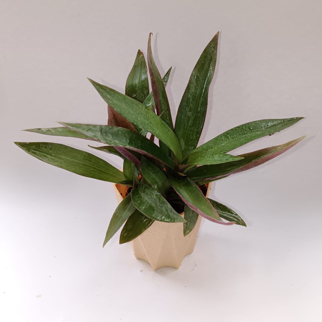 Rhoeo / Durangi in 4 Inch Beige Marble Premium Diamanti Plastic Pot