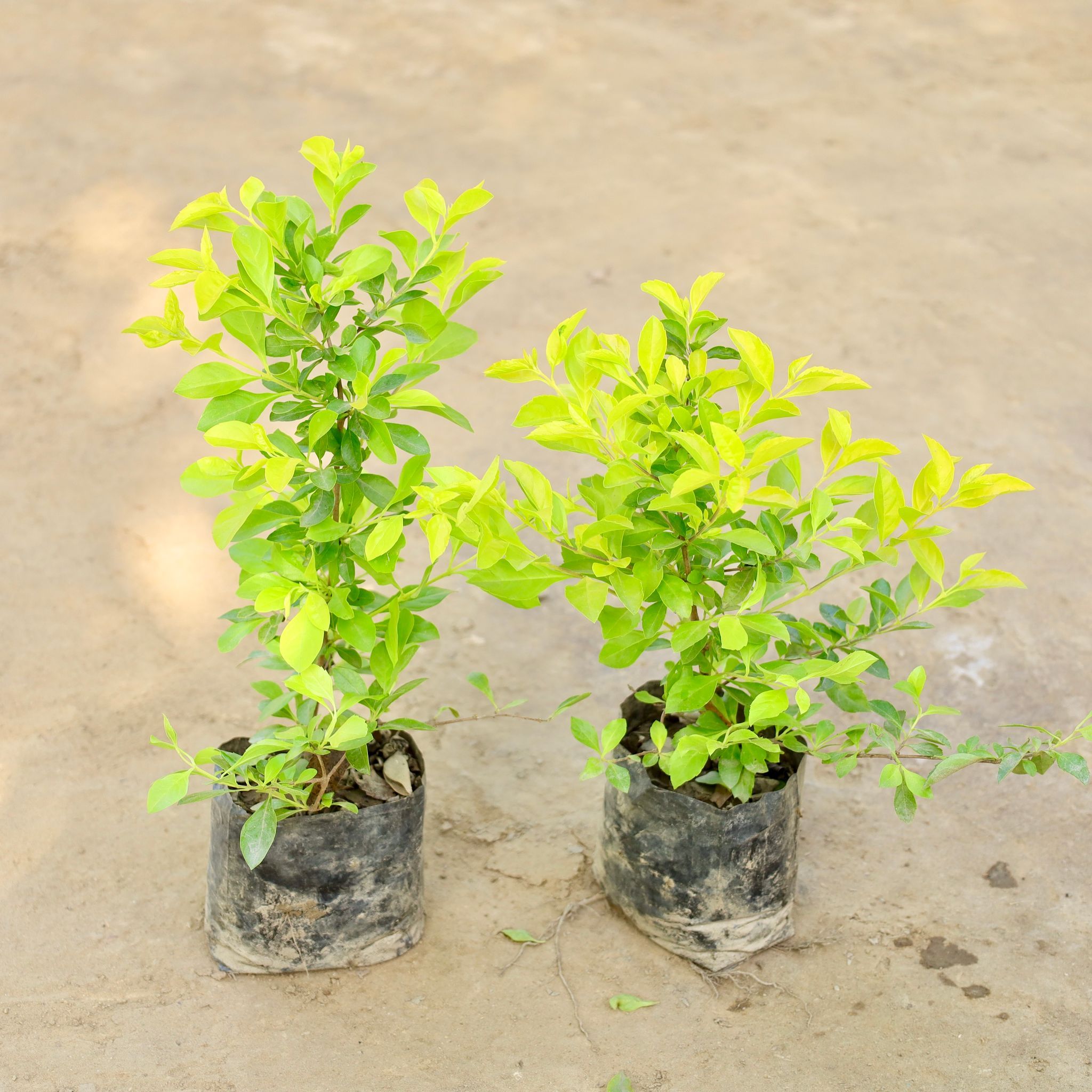 Set of 2 - Golden Duranta in 4 Inch Nursery bag