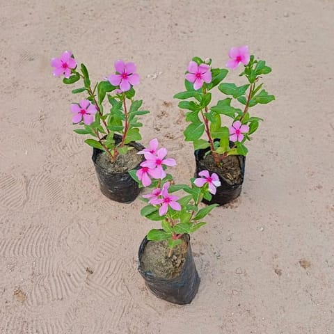 Set of 3 - Periwinkle / Vinca / Sadabahar Desi in 4 inch Nursery Bags