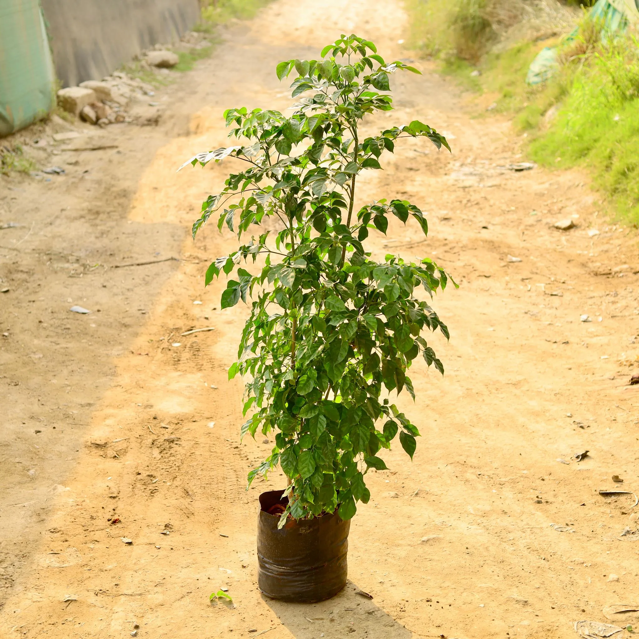 China Doll / Radermachera (~ 4 Ft) in 14 Inch Nursery Bag