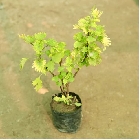 Coleus (Any Colour) (Any Design) in 4 Inch Live Fresh Plant Nursery Bag in Chhatarpur