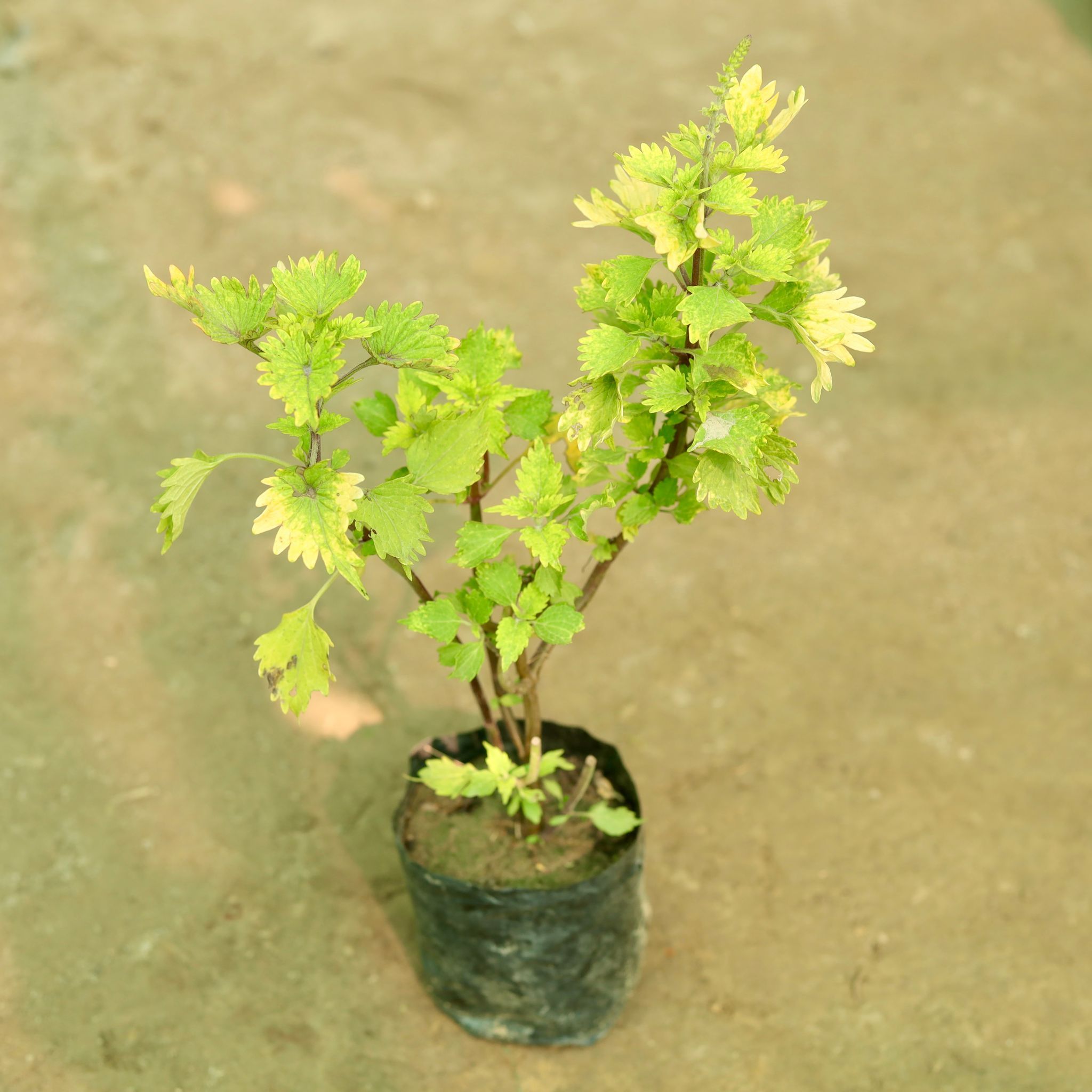 Coleus (Any Colour) (Any Design) in 4 Inch Nursery Bag