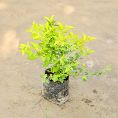 Golden Duranta in 4 Inch Nursery bag