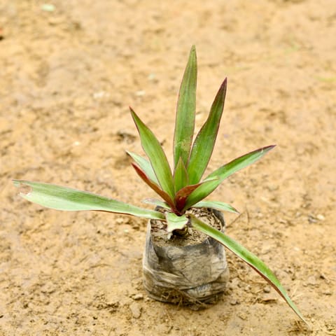 Rhoeo / Durangi Golden in 5 Inch Live Fresh Plant Nursery Bag in Mohan Nagar