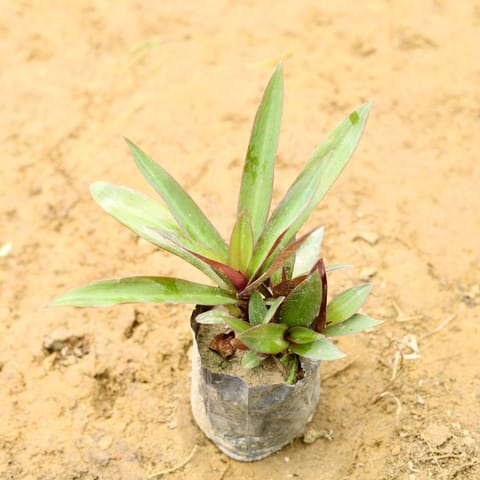 Rhoeo / Durangi in 5 Inch Nursery Bag