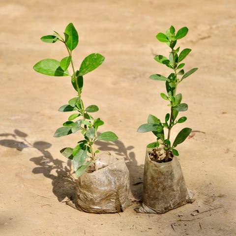 Set of 2 - Inerme Plants in 3 Inch Nursery Bag
