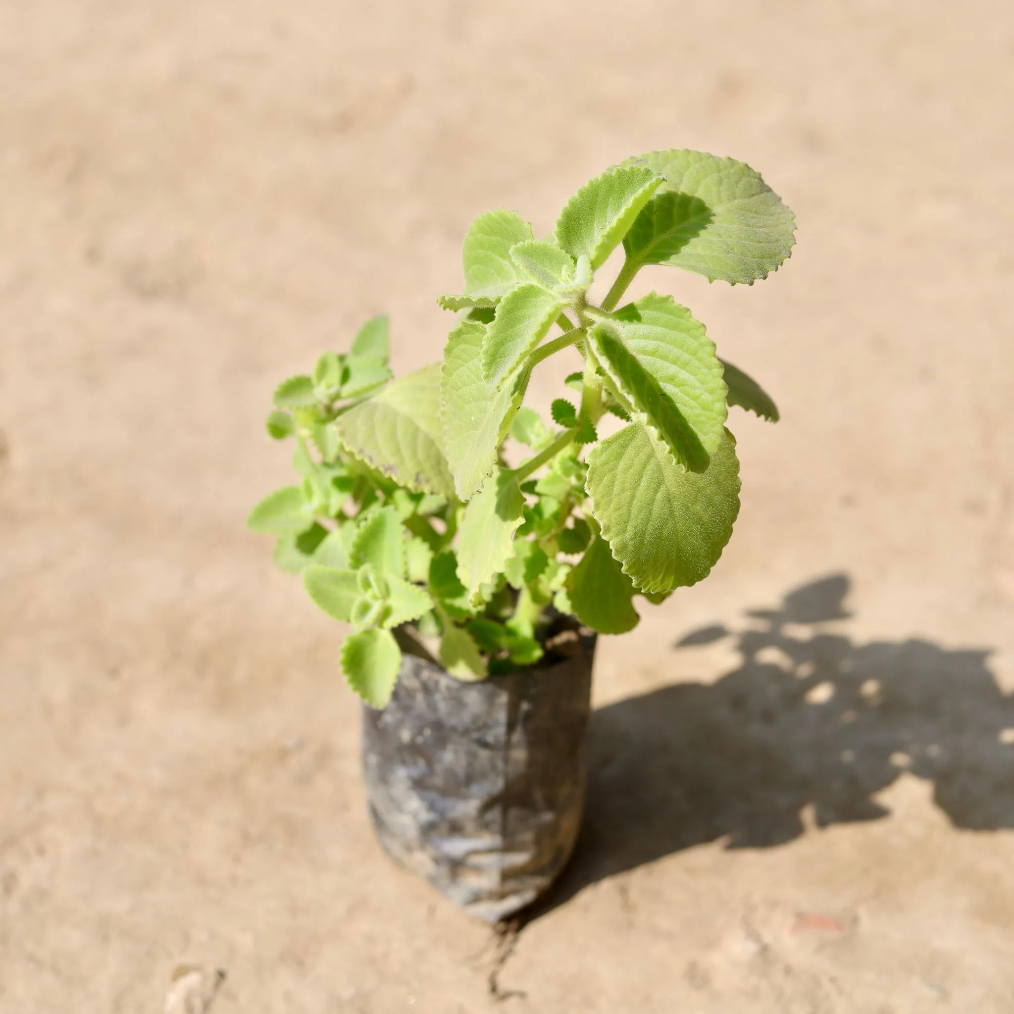 Ajwain in 4 Inch Nursery Bag