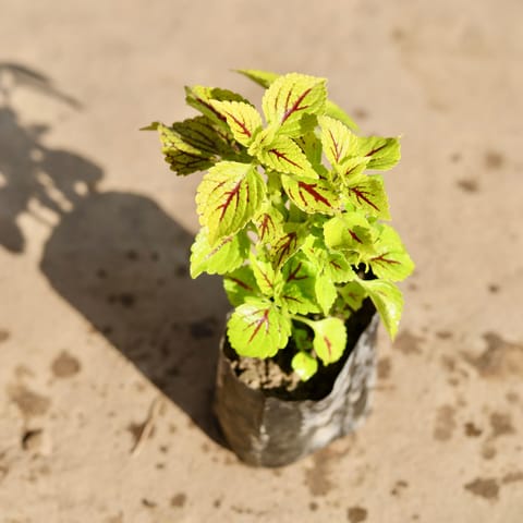 Coleus Green in 4 Inch Nursery bag
