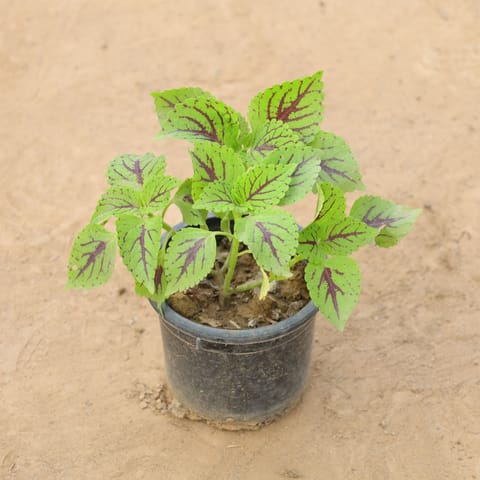 Coleus Red & Green in 4 Inch Nursery Pot