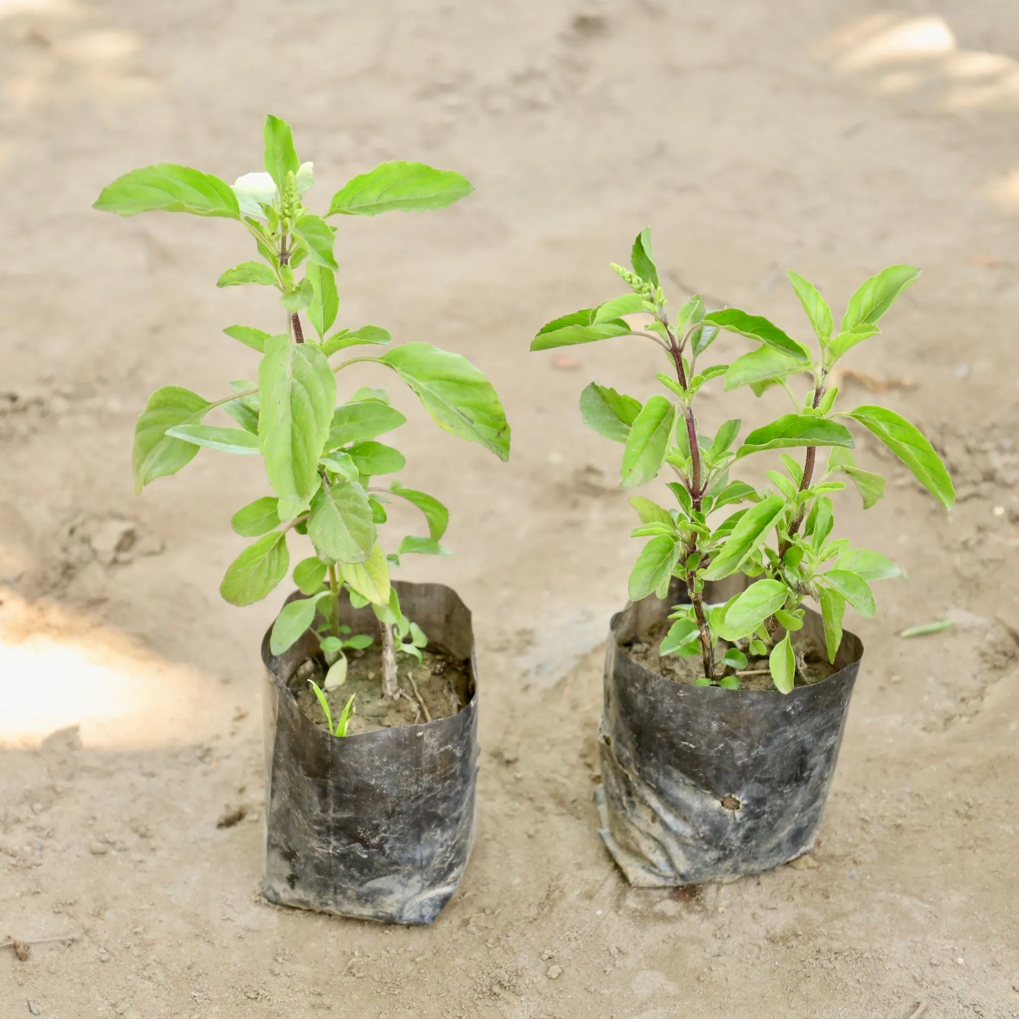 Set of 2 - Rama Tulsi (Any Colour) in 4 Inch Nursery bag