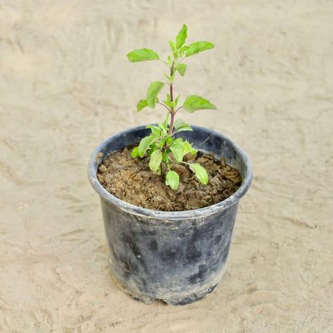 Rama Tulsi  in 6 Inch Nursery Pot