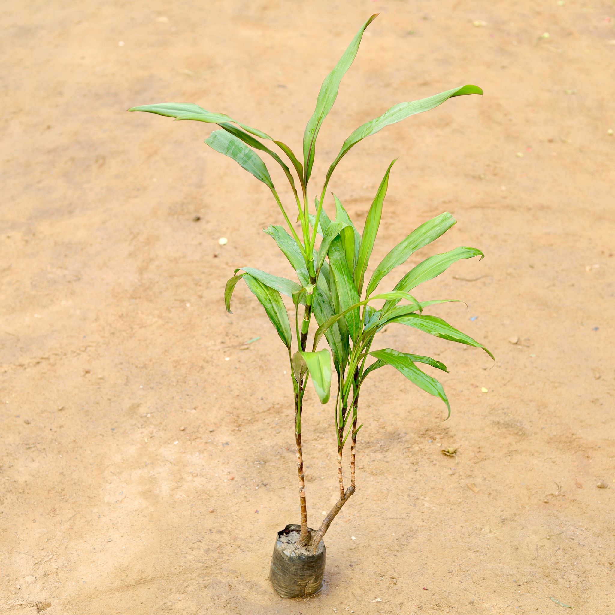 Dracaena Desi in 4 Inch Nursery Bag
