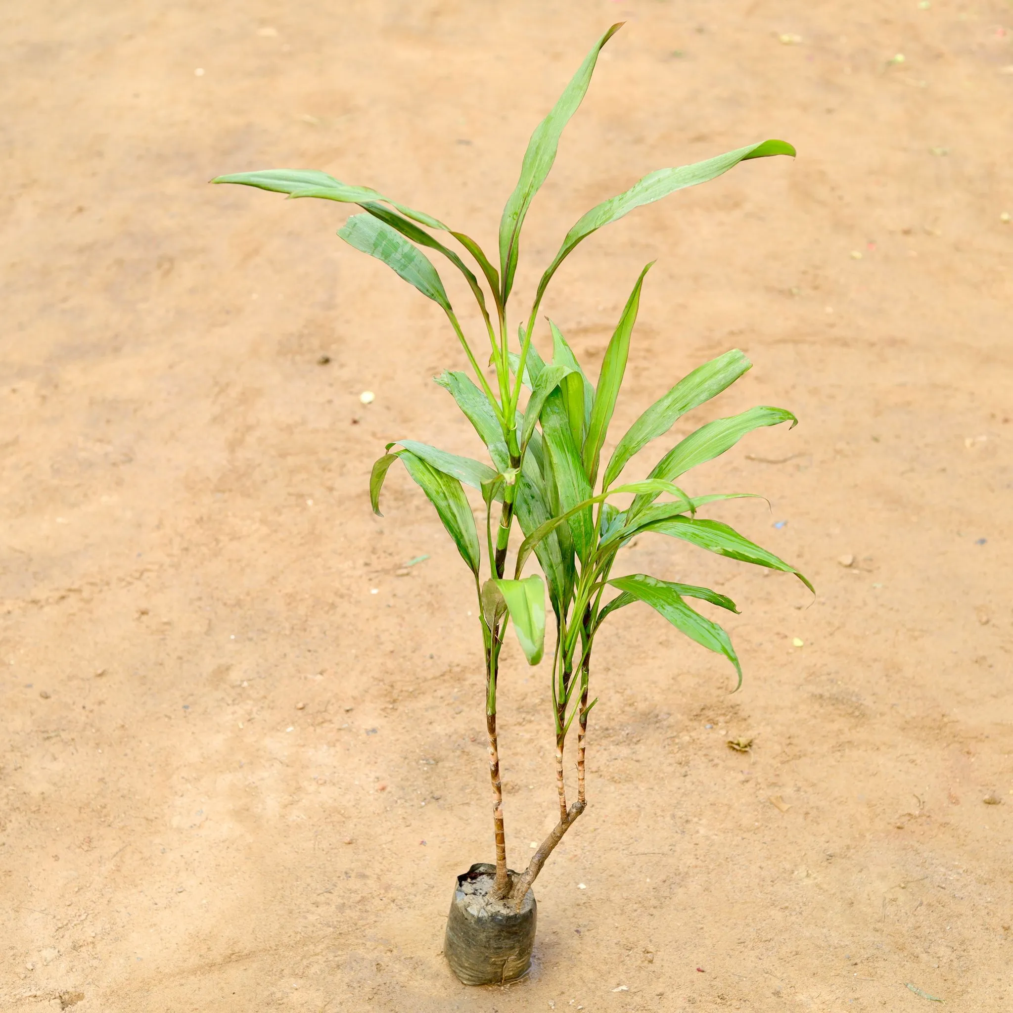 Dracaena Desi in 4 Inch Nursery Bag