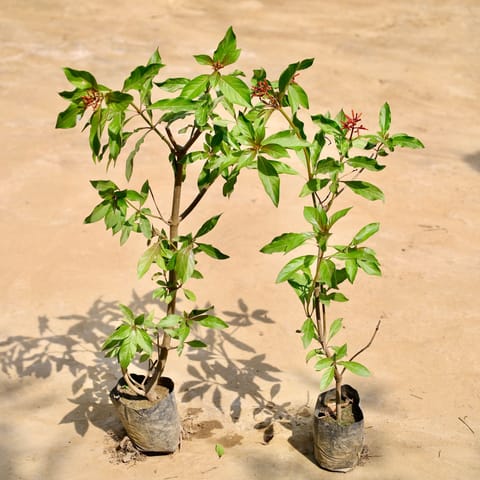 Set of 2 - Hameliya in 4 Inch Nursery Bag